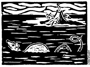 Giant Rat in Lake Toba