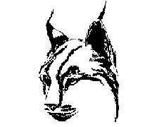 Picture of a Lynx